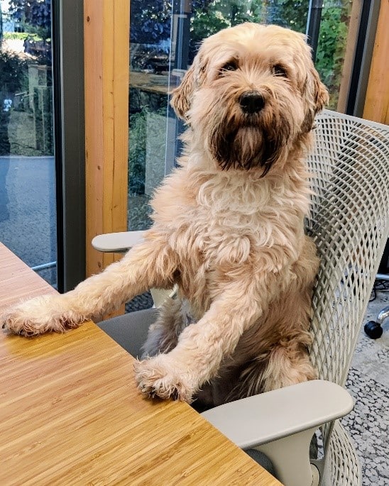 A curly-haired dog sat at a desk in a coworking space.